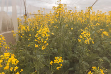 Organic sustainable growing oilseed rape experiment in controlled conditions