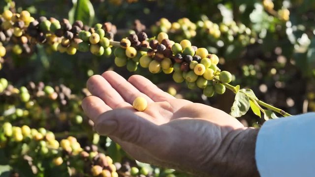 Middle-aged farmer analyzing his coffee plantation on the farm. Farmer analyzing coffee beans on coffee grounds and hands.