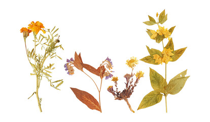 Set of wild dry pressed flowers and leaves