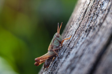 Konik Polny (Caelifera) © Tomasz