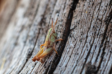Konik Polny (Caelifera)  © Tomasz