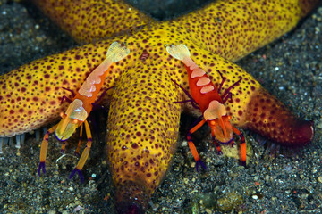 Amazing underwater world - Emperor shrimps (Zenopontonia rex) on a starfish. Diving, macro photography. Tulamben, Bali, Indonesia. 