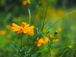 Close up of the yellow mexican aster cosmos bipinnatus cav in the garden