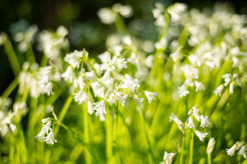fleurs blanches