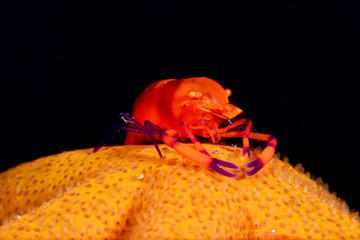 Amazing underwater world - Emperor shrimps (Zenopontonia rex) on a starfish. Diving, macro photography. Tulamben, Bali, Indonesia. 