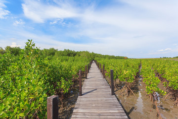 Fototapeta na wymiar Beautiful green mangroves forest against blue sky background at Chantaburi province, Thailand