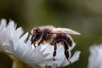 Pszczoła miodna (Apis mellifera) © Tomasz