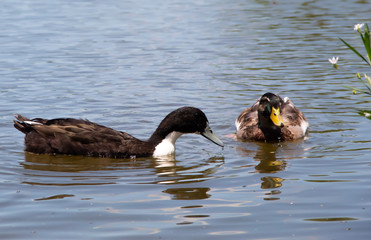 ducks in pond