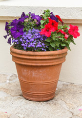 Planter in terracotta with petunia flowers in a garden during spring