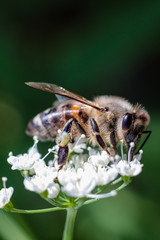 Pszczoła miodna (Apis mellifera)