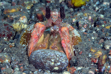Amazing underwater world - Red mantis shrimp (Lysiosquillina lisa). Diving, macro photography. Tulamben, Bali, Indonesia. 