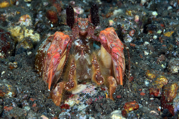 Amazing underwater world - Red mantis shrimp (Lysiosquillina lisa). Diving, macro photography. Tulamben, Bali, Indonesia. 