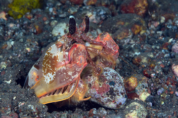 Amazing underwater world - Red mantis shrimp (Lysiosquillina lisa). Diving, macro photography. Tulamben, Bali, Indonesia. 