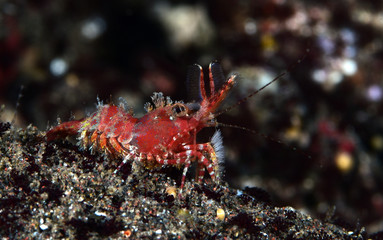 Amazing Underwater World - Red Marble Shrimp. Diving and macro photography. Tulamben, Bali, Indonesia.