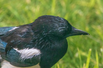 magpie
