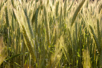 The natural background of the still unmatched ears of corn on the field illuminated by the setting sun. Light and shadow.