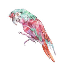 parrot isolated on white illustration