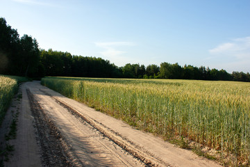 Summer landscape: A green field illuminated by the sun with not yet ripened ears, and a road along the field leading to the forest, a blue summer sky.