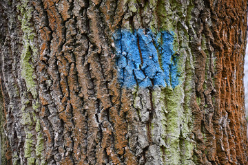 Bark of a tree. Blue square painted on striped wood bark surface with green and brown stripes....