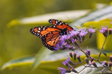 butterfly on flower