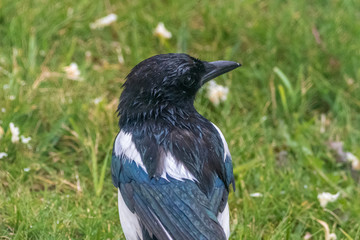 magpie