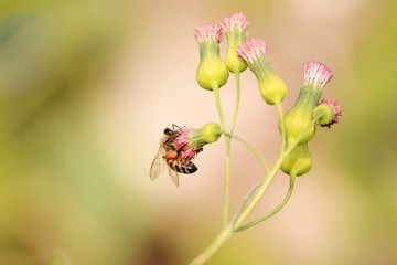bee on flower