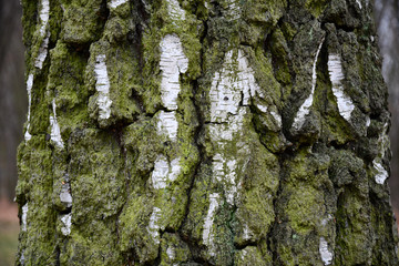 Bark of a tree. Aged weathered birch tree bark structure closeup. Wrinkled white bark surface overgrown with lush green moss in deep cracks. Cracked birch bark texture.