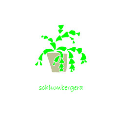 Shlumbergera plant in pot icon set flat design object isolated stock vector illustration for web, for printaworthia plant in pot icon set flat design object isolated stock vector illustration for web,
