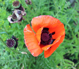 Decorative poppies are grown in the garden as a crop for flower beds and flower beds