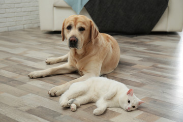 Fototapeta na wymiar Adorable dog and cat together at home. Friends forever