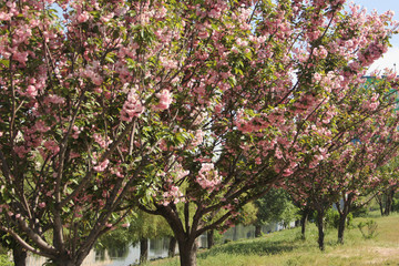 Naklejka premium gently pink flowers on the tree photo for text