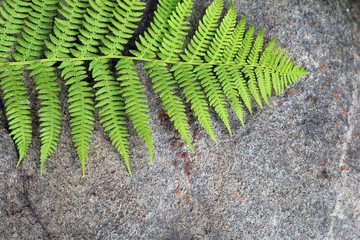 Leaf of fern fern on the background of natural stone