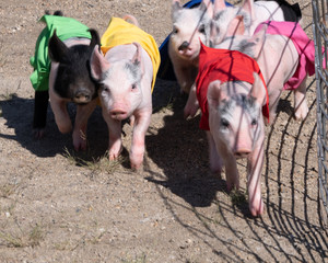 Racing pigs in colored jerseys piglets running for the treat at a county fair © Impassioned Images