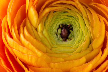 Macro of an orange ranunculus flower blossom