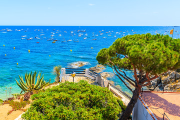 Tropical plants on sea coast in Calella de Palafrugell, scenic fishing village with white houses and sandy beach with clear blue water, Costa Brava, Catalonia, Spain