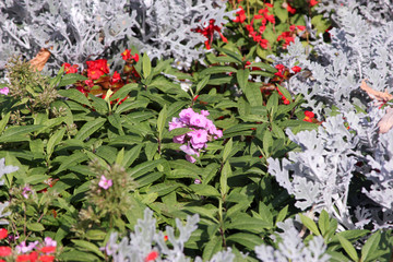 beautiful floral textural bush