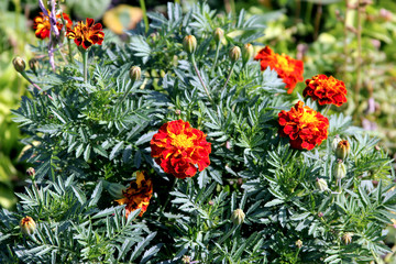 beautiful floral textural bush