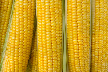 Grains of ripe corn. Background of sweet corn closeup