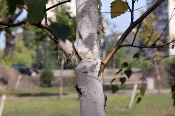 white birch in the street for text
