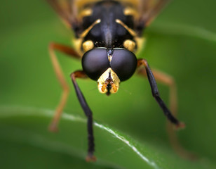 yellow fly on extreme close up