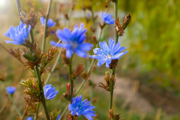 Blue chicory flower close-up. Chicory ordinary, weed plant. Meadow with chicory flowers. Chicory cultivated for herbal coffee drink - natural inulin - obrazy, fototapety, plakaty