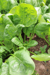 Spinach garden annual herb very useful