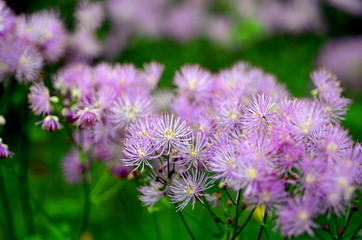 Faserige lila Blüten