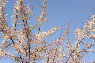 gently pink flowers on the tree, flowering trees, texture