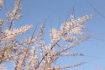 gently pink flowers on the tree, flowering trees, texture