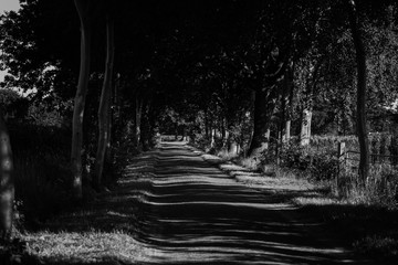 Obraz premium road in the forest