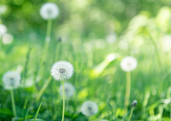 White dandelion with green background. nature green backgound
