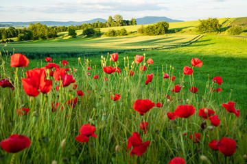 leuchtende Mohnblüten in warmen Abendlicht mit Blick auf idyllische Landschaft mit saftigen grünen Sommerwiesen, (D, Bayern, Unterfranken, Grenzland, Höchheim)