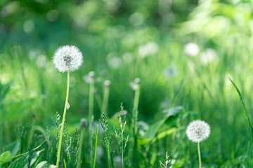 White dandelion with green background. nature green backgound