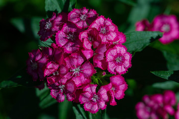 pink flower